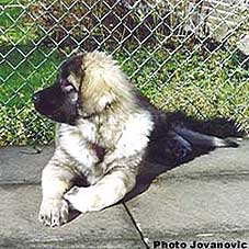 Bayka 4 months