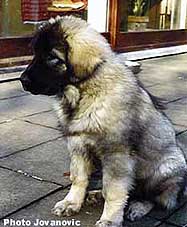 Bayka 4 months