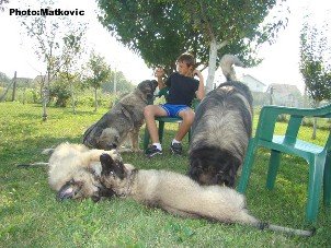sarplaninac Fedja and pups