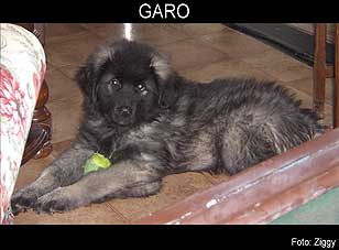 sarplaninac Garo 2 months